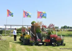 Outside also presentations at Royal Van Zanten, in the picture varieties of Marathon Plants.